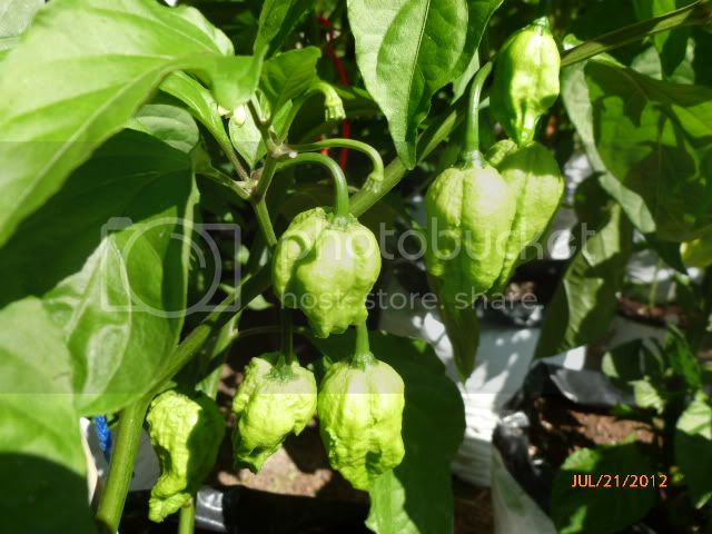 BhutJolokiaIndianCarbon-VladanSmiciklas-RainbowChiliSeedsP1000455.jpg