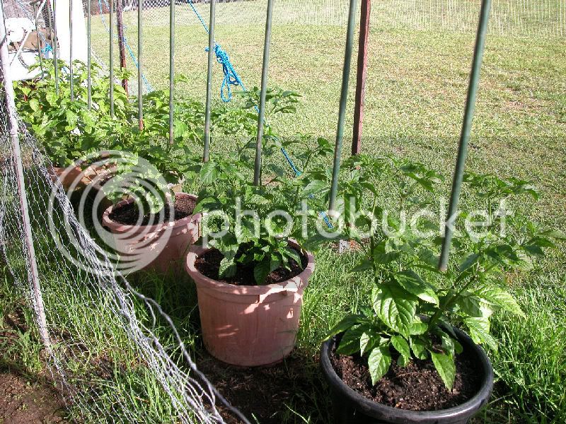 BhutJolokia22.jpg
