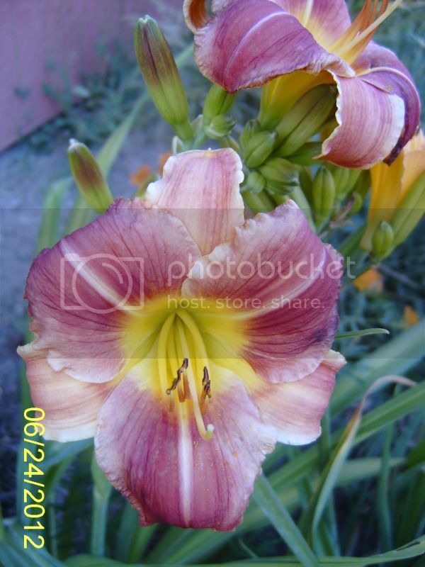 Daylily.jpg