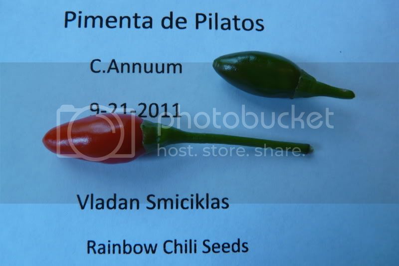 PimentadePilatos-VladanSmiciklas-rainbowchiliseedsP1050065.jpg