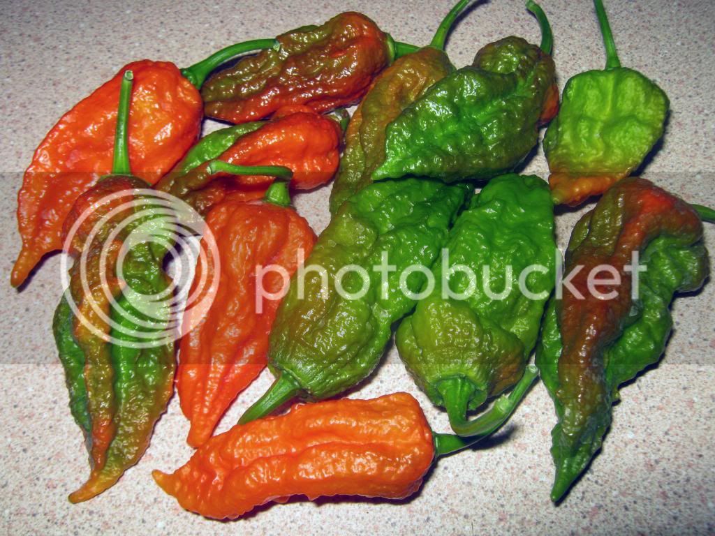 bhutjolokia_zps82377bf5.jpg