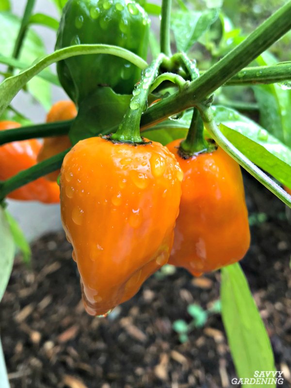 habernaro-pepper.jpg