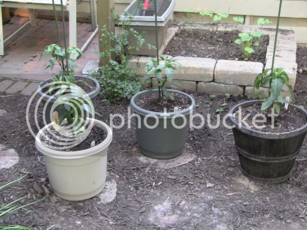 backyardpots.jpg