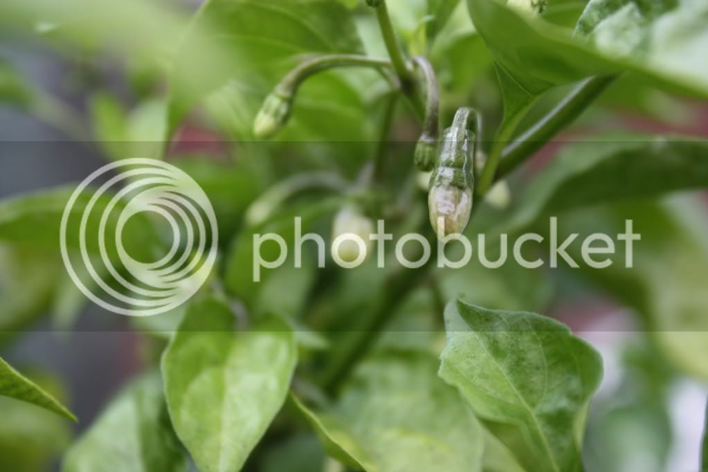 FLOWERINCAP1.jpg