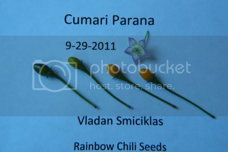 CumariParana-VladanSmiciklas-rainbowchiliseedsP1050182.jpg