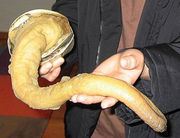 Geoduck+6.jpg