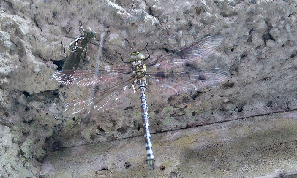 dragonfly08082017.jpg