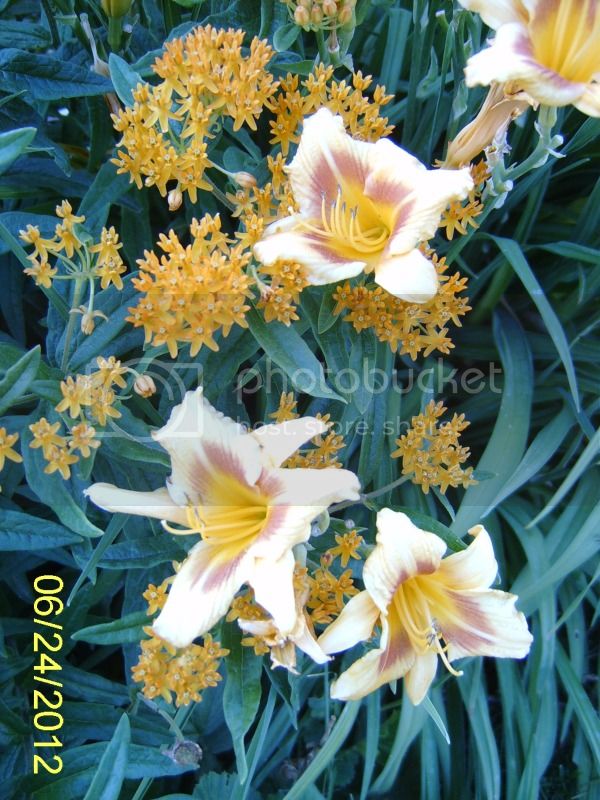 Black-EyedStellawithButterflyWeed6-25-12.jpg