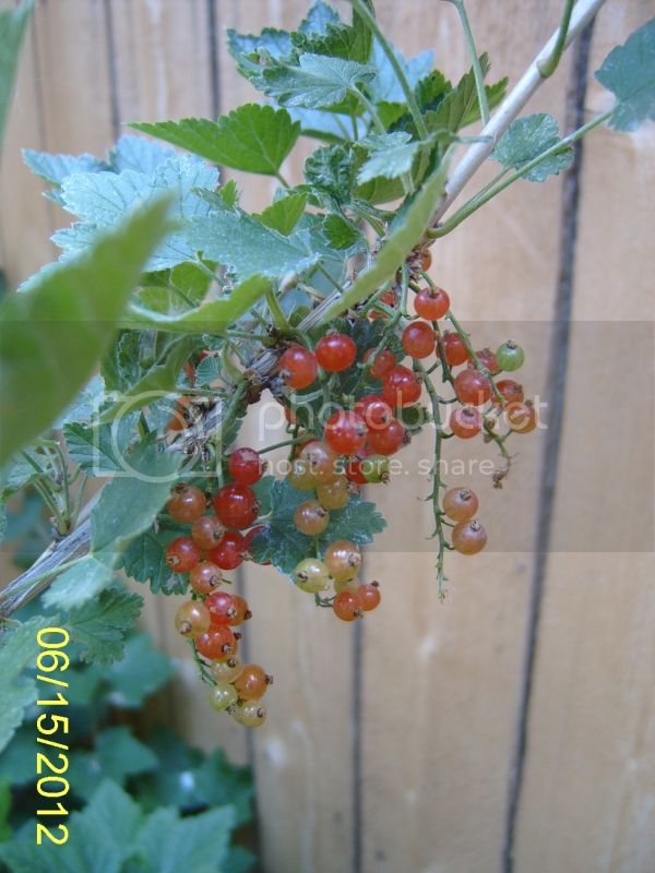 RovadaRedCurrants6-15-12.jpg