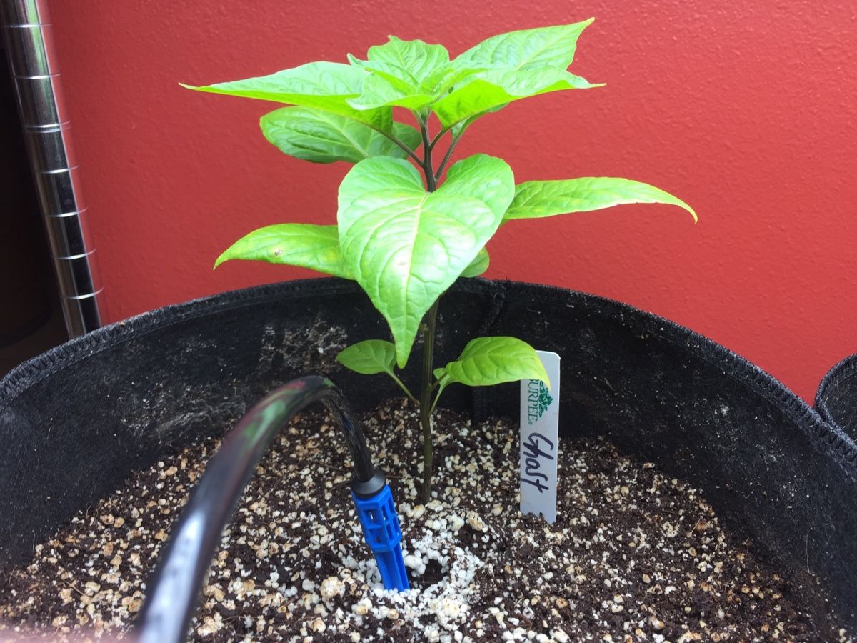 Are 1 gallon fabric pots ok for initial growth? : r/Bonchi