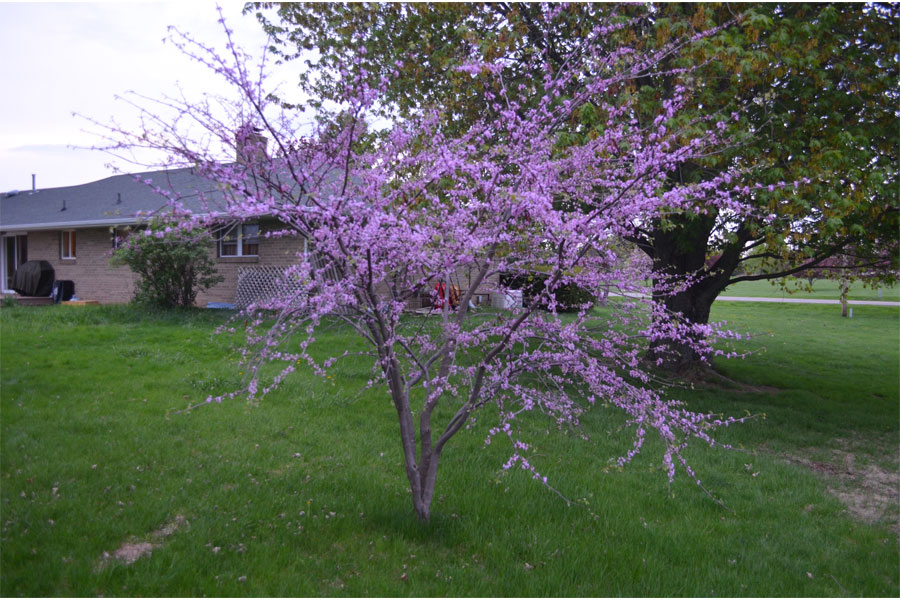 redbud.jpg