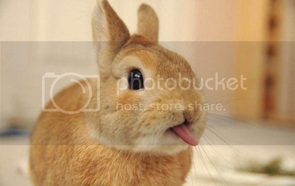 cute-bunny-sticking-out-tongue_zps0c6e21a7.jpg