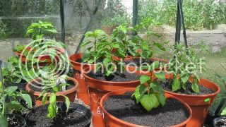 Chillismay2011002-Copy.jpg