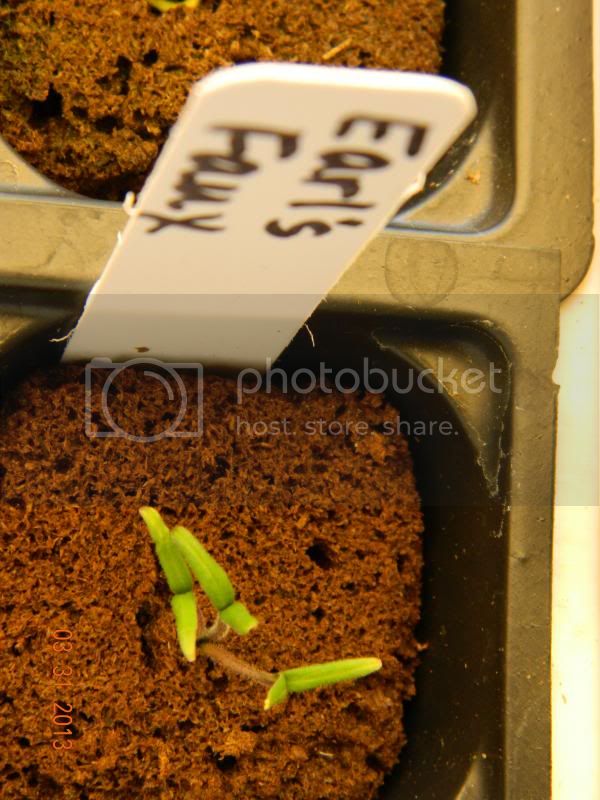 EarlsFauxsprouts3-31-13_zps1ecb3801.jpg