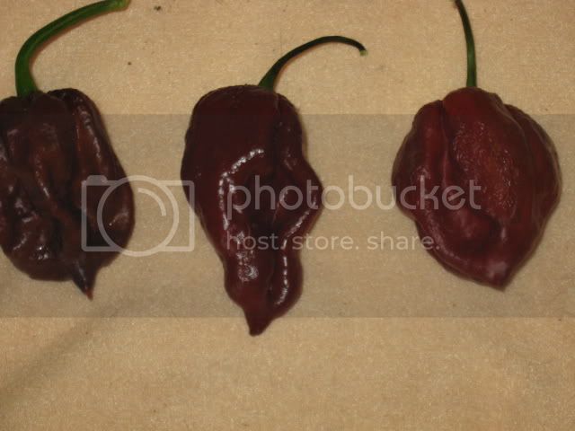 peppers028.jpg