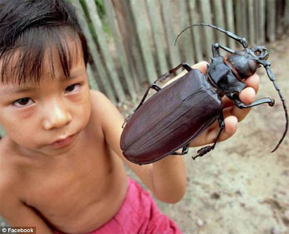 worlds-biggest-beetle-2.jpg