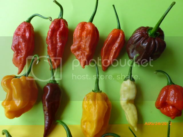 Mixvariety-VladanSmiciklas-RainbowChiliSeedsP1010067.jpg