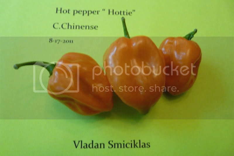 HotpepperHottie-VladanSmiciklas-rainbowchiliseedsP1040426.jpg