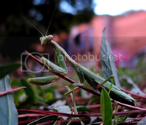 praymantis.jpg