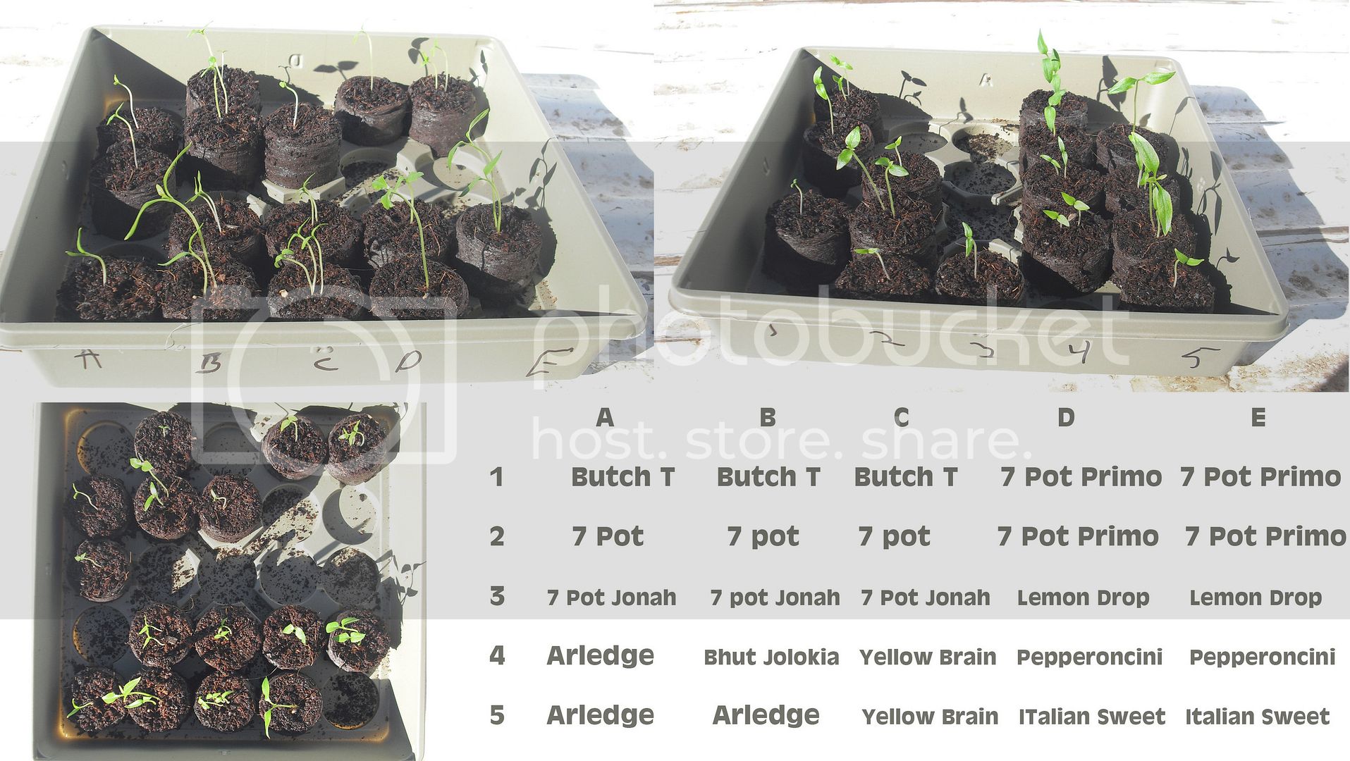 Sprouts10Days.jpg