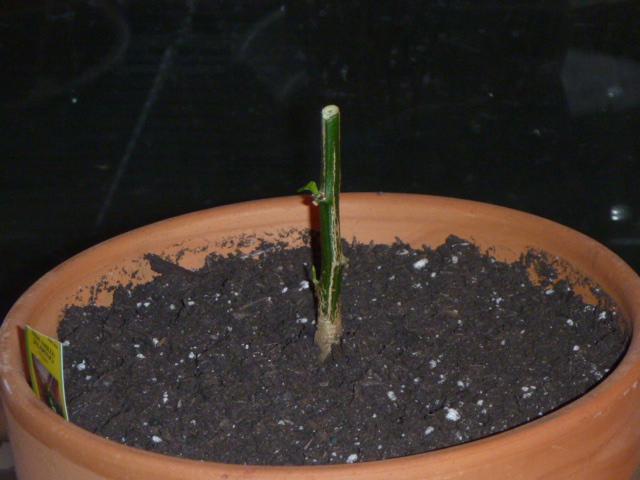 peno220110105.JPG
