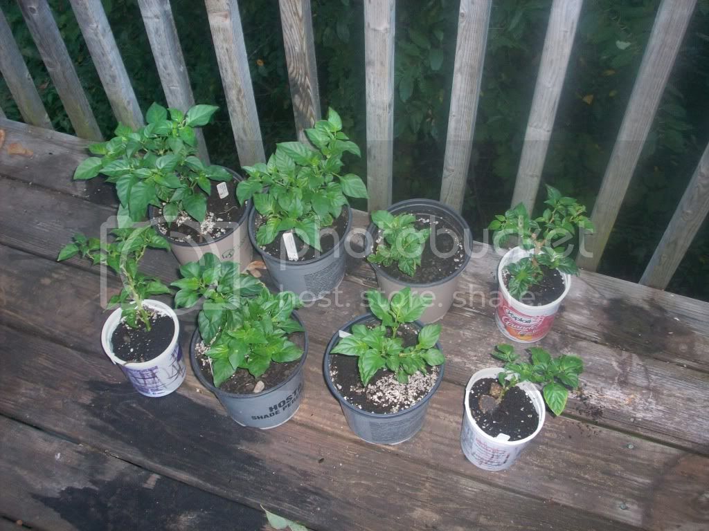 bhuts.jpg