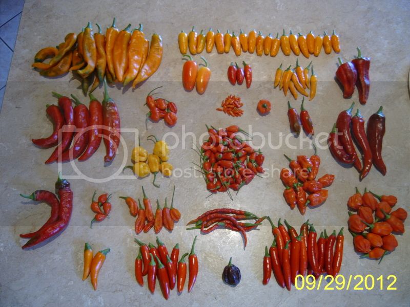 CommGardenHarvest9-29-12.jpg