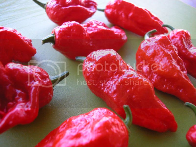 BhutJolokia8.jpg