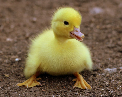 EugeneDuckling.jpg