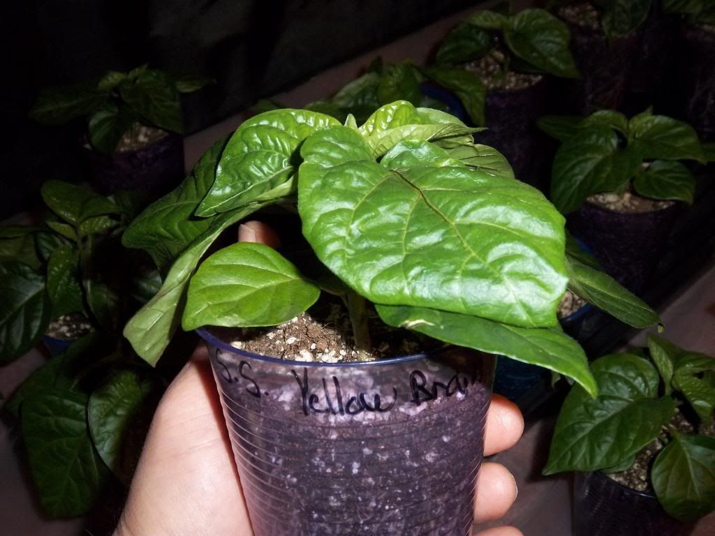 Pepperplants1-14-13009_zps635c1992.jpg