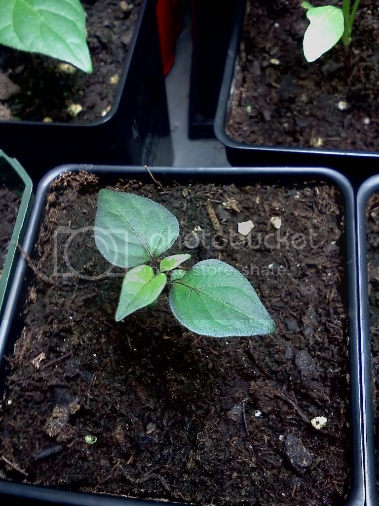 PimentadaNeydeSeedling.jpg