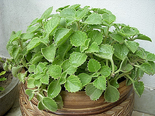 Ajwain-Tree-Image.jpg