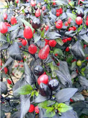 black_cuban_chilli_pepper_seeds.jpg