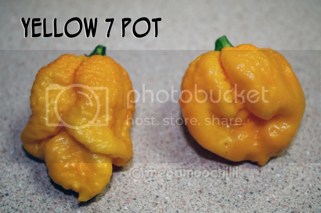 yellow7pot_zpsa25ed034.jpg