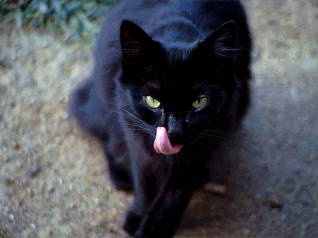 BlackCat3.jpg