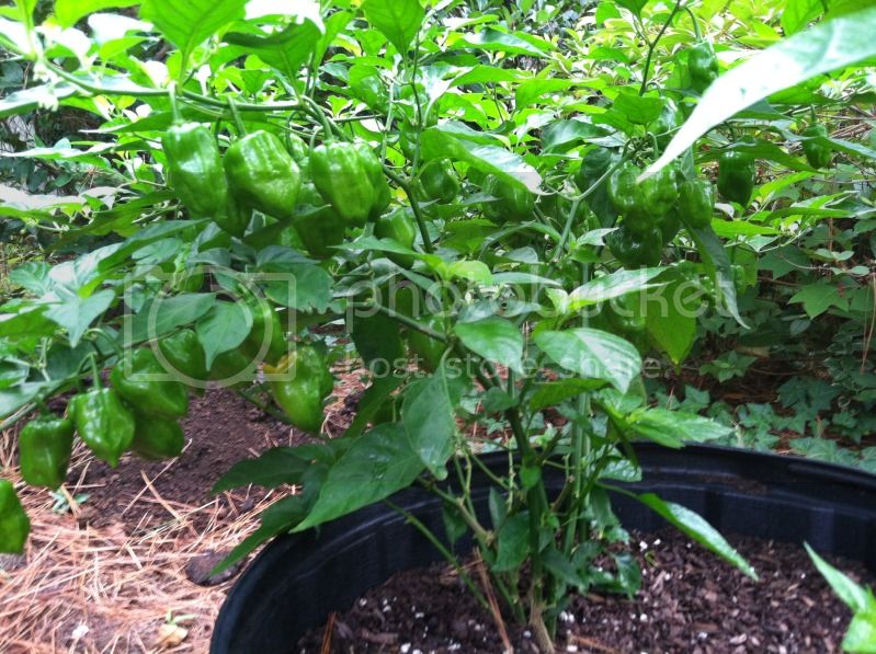 Peppers2012July5th28.jpg