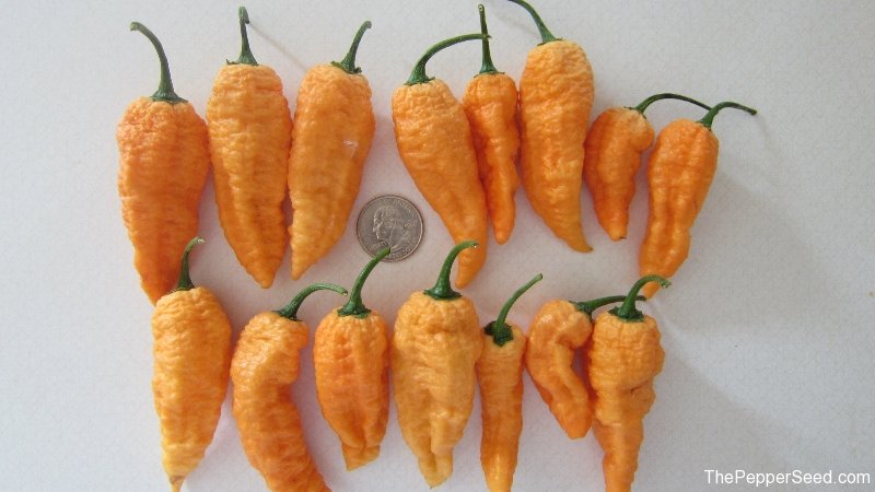 bumpy%20peach%20bhut.jpg