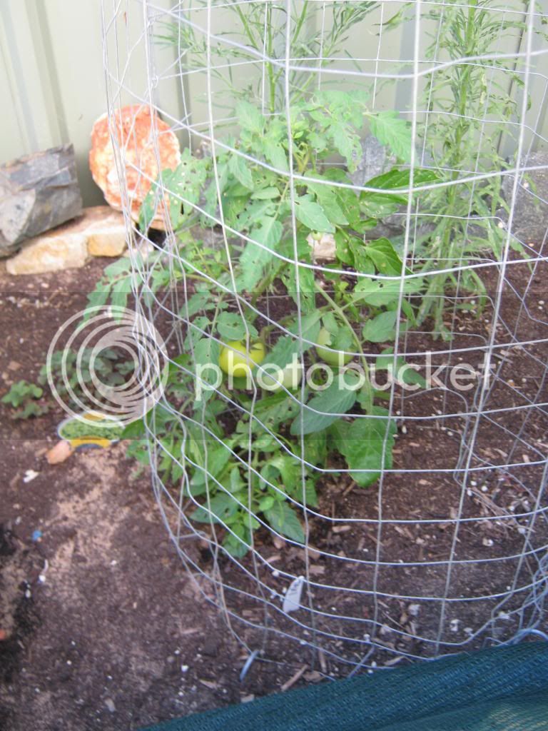 Gardenrecovery003.jpg