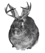 203637409-thumb_jackalope.png