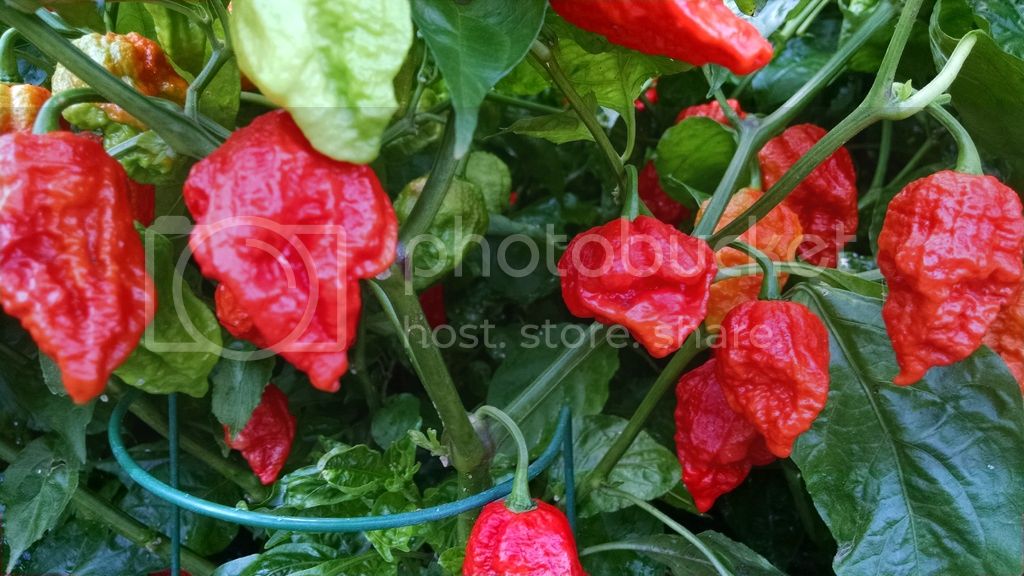 IMG_20150827_142657338.jpg