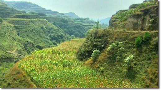 before_after_loess_plateau_02_2011.jpg