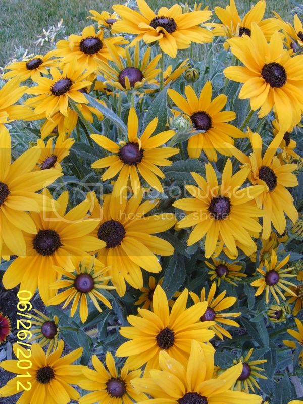 NotIrishEyesRudbeckia6-26-12.jpg