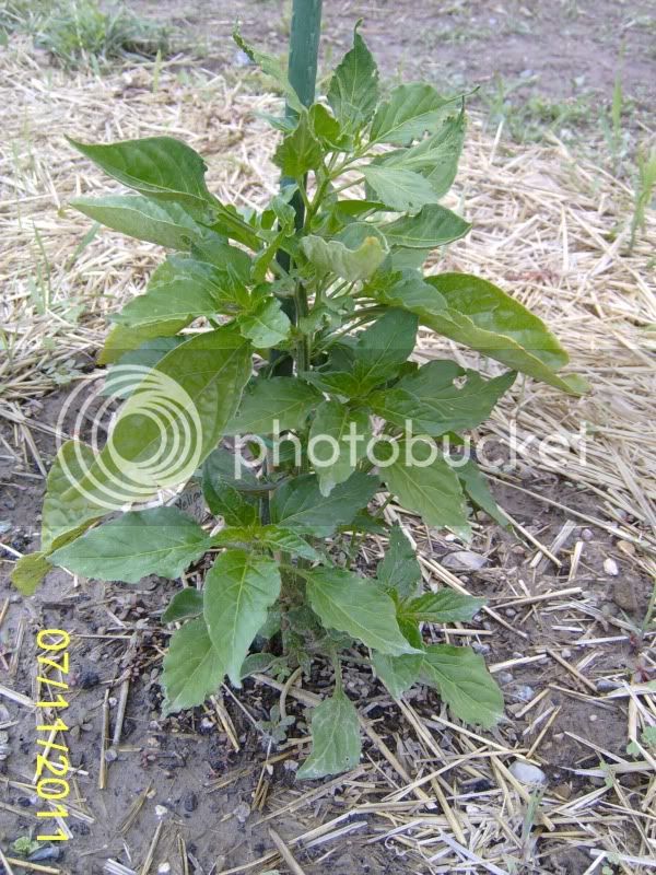 CommunityGarden-AjiYellowpepper7-11-11.jpg