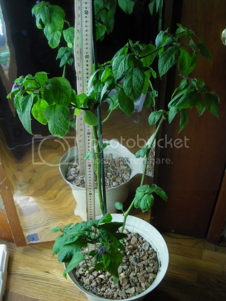 IMGP2209.jpg