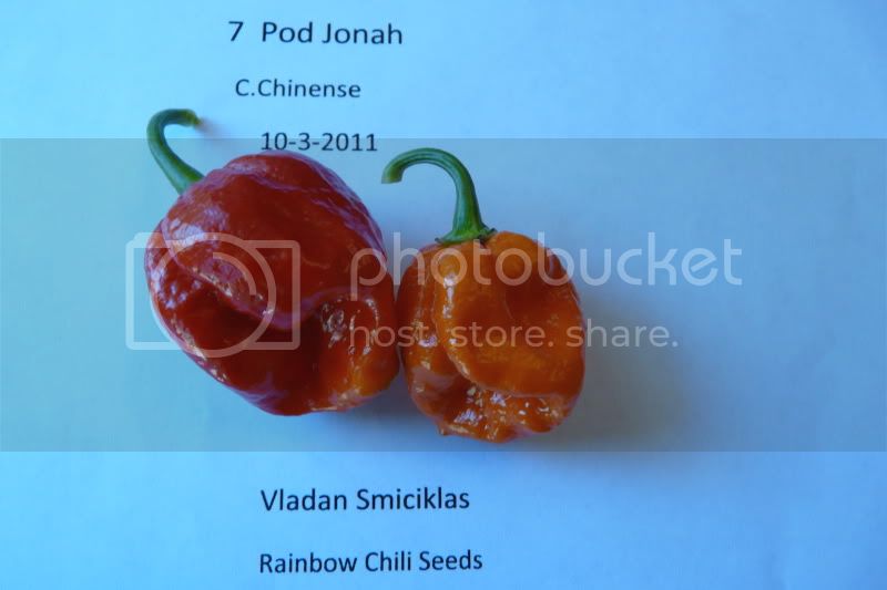 7PodJonah-VladanSmiciklas-rainbowchiliseedsP1050204.jpg