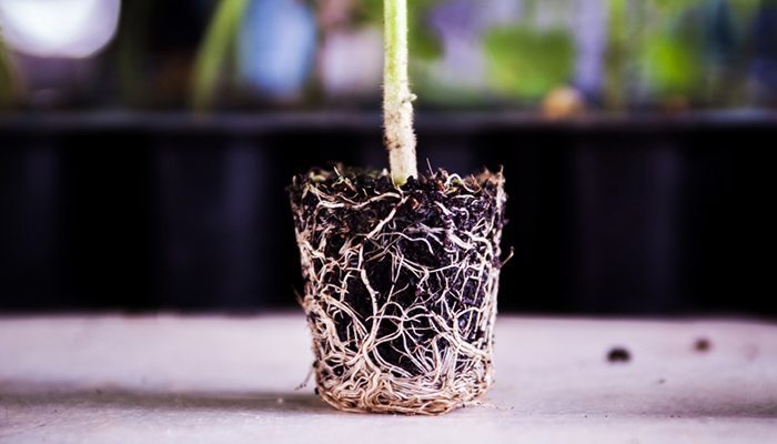 root-bound-plants.jpg