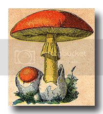 mushrooms-2-1.jpg