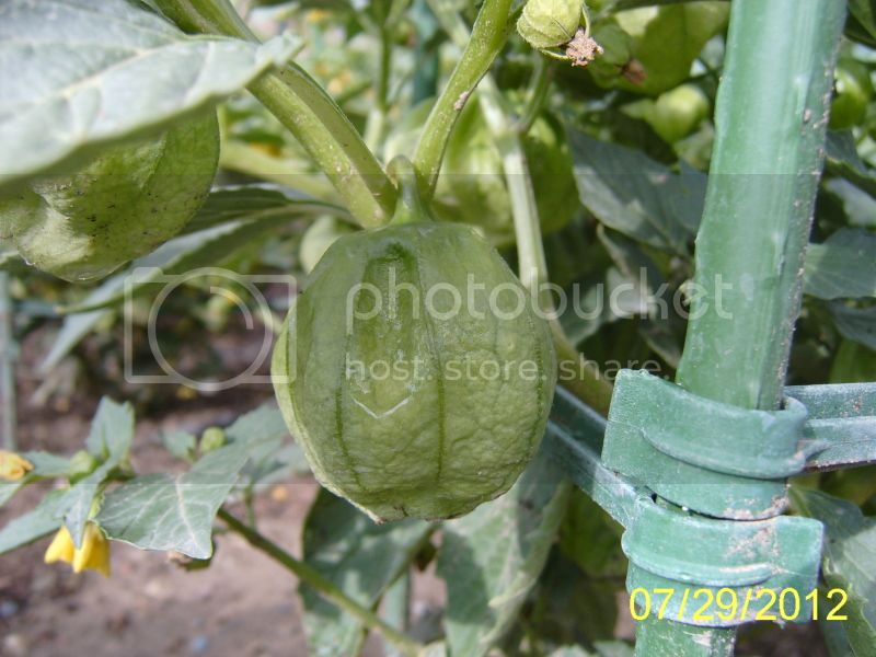 Tomatillo7-29-12.jpg