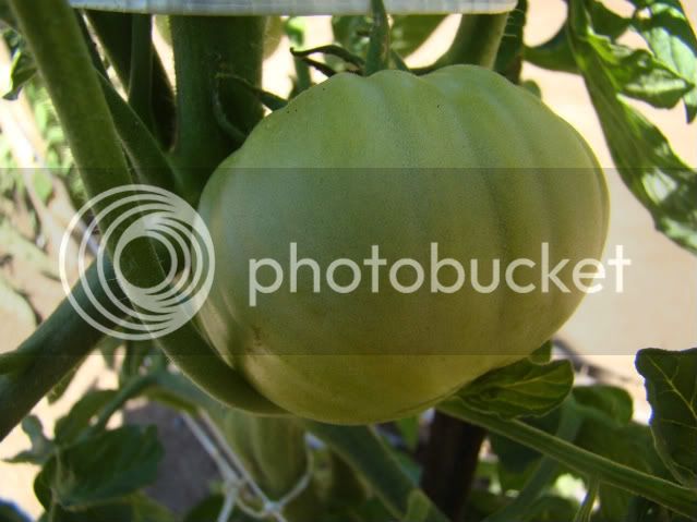 Tomate-2.jpg
