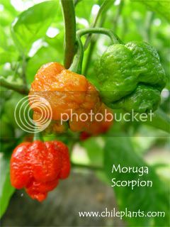 moruga-scorpion-pepper-plants_zps24e64021.jpg